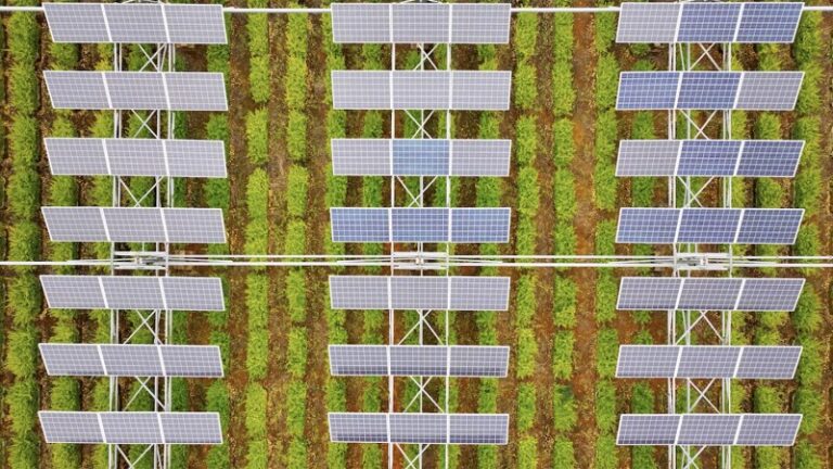 Can solar farms and agricultural farms coexist?


